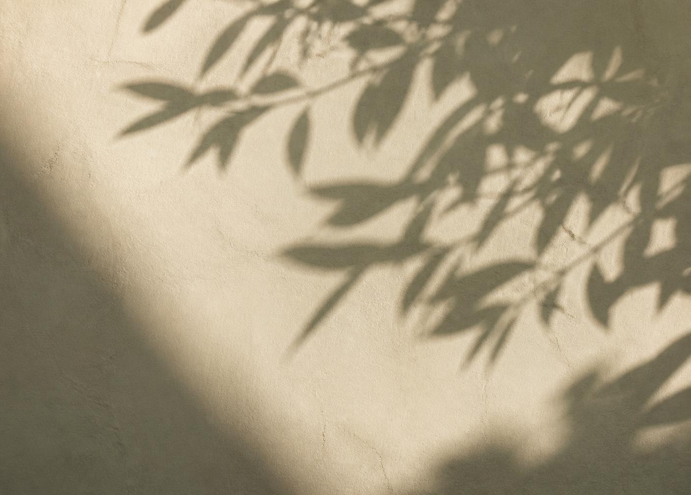 Soft leaf shadows falling across a warm plaster wall